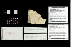 Foto (Objekt + Etikett) von Cracensigillatus acutirostris (Moericke, 1889)  (NHMW-GEO-2014-0194-0854)